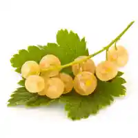 sõstar1